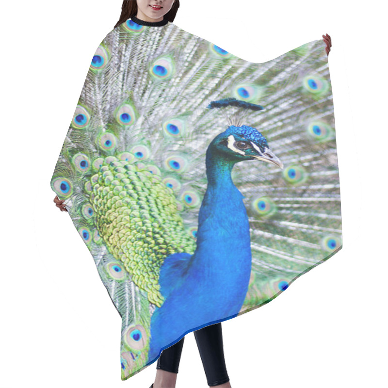 Personality  Peacock With Feathers Hair Cutting Cape