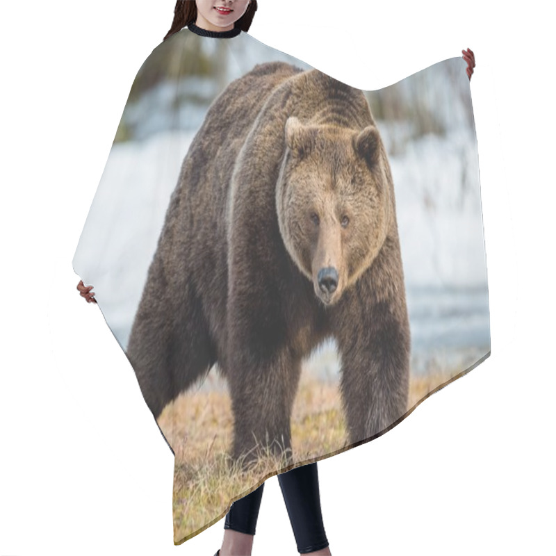 Personality  Adult Male Brown Bear Hair Cutting Cape