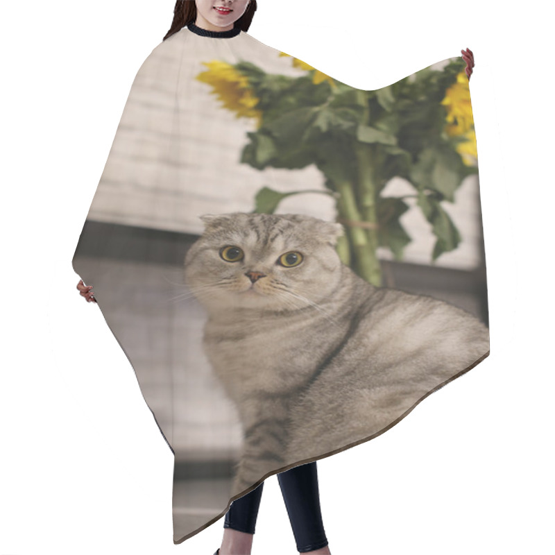 Personality  Cute Scottish Fold Cat Sitting Next To The Sunflowers Hair Cutting Cape