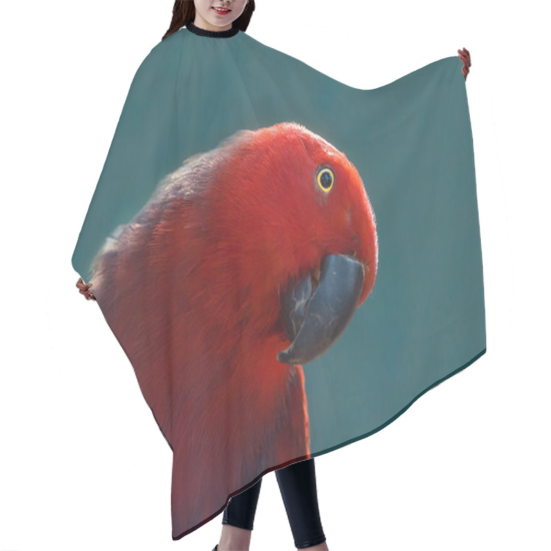 Personality  Red Parrot Close Up Shot.  Beautiful Parrot On A Blue Background Hair Cutting Cape