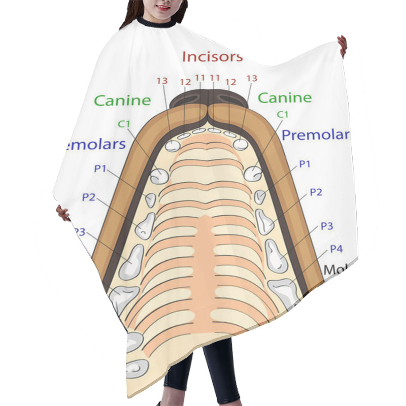 Personality  Anatomical Structure Of The Upper Jaw Of The Dog, The Location And The Name Of The Teeth Hair Cutting Cape