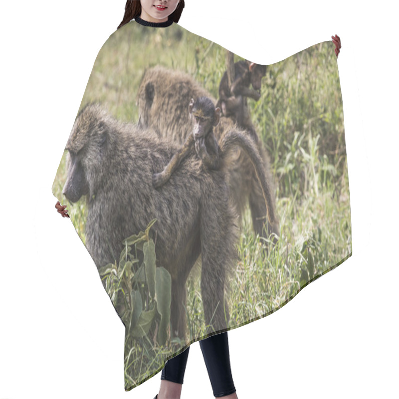 Personality  Baboon Mother Walking Through The Savannah With Its Baby On The  Hair Cutting Cape