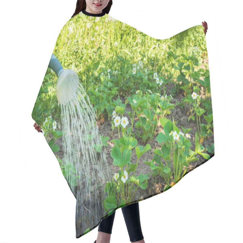 Personality  Water From A Watering Can Pours Over Strawberry Bushes. Hair Cutting Cape