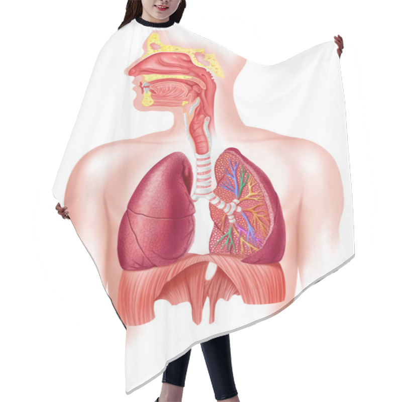 Personality  Human Full Respiratory System Cross Section. Hair Cutting Cape