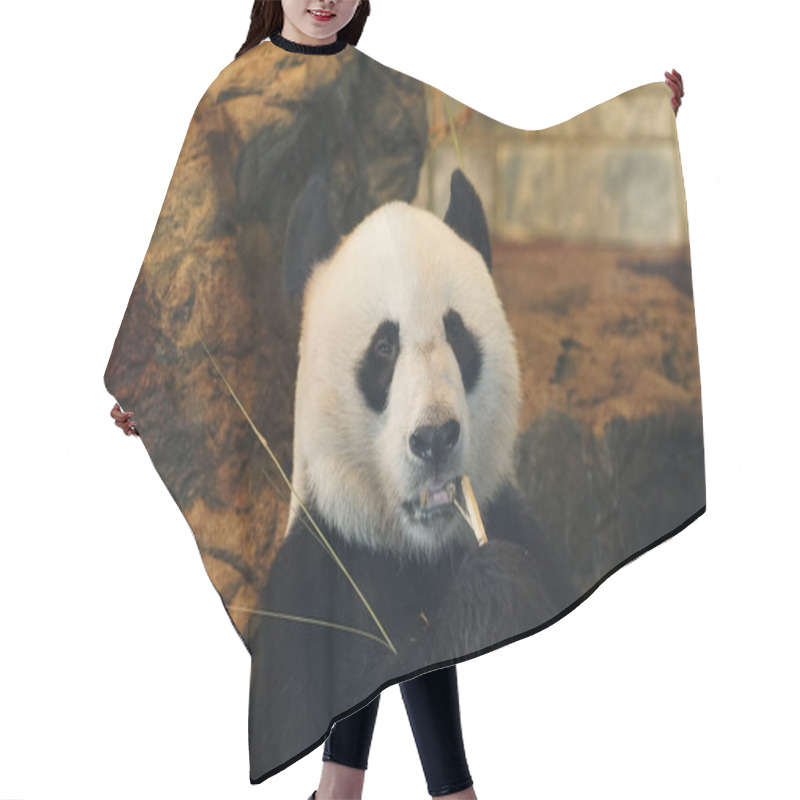 Personality  Portrait Of A Panda Sitting In Play Ground. High Quality Photo Hair Cutting Cape