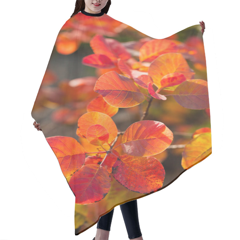 Personality  Beautiful Smoke Tree In Autumn Hair Cutting Cape