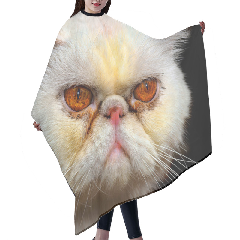 Personality  Angry Persian Cat Hair Cutting Cape