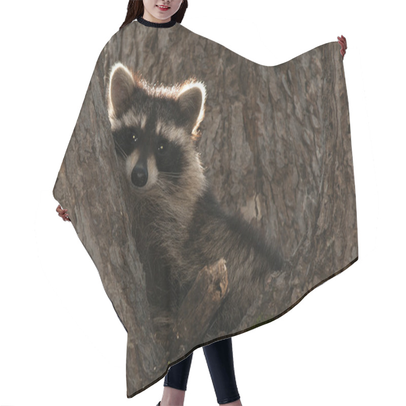 Personality  Raccoon In Tree Hair Cutting Cape