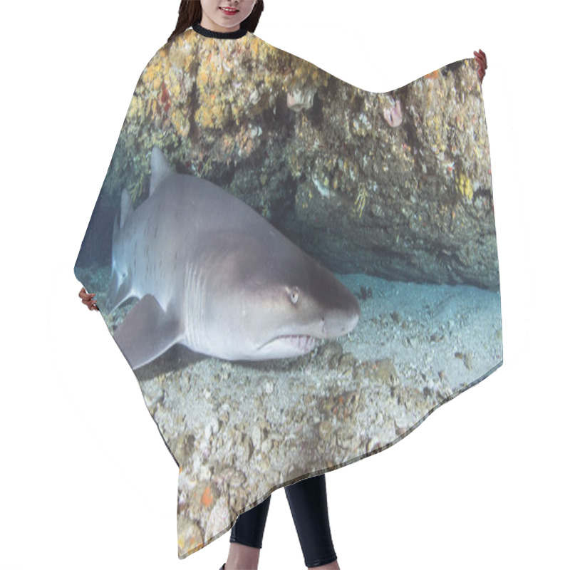 Personality  Picture Shows A Sandtiger Shark In South Africa Hair Cutting Cape