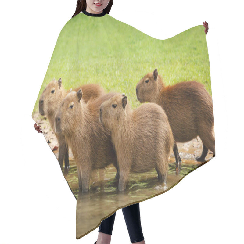 Personality  Group Of Baby Capybaras On A River Bank, South Pantanal, Brazil. Hair Cutting Cape