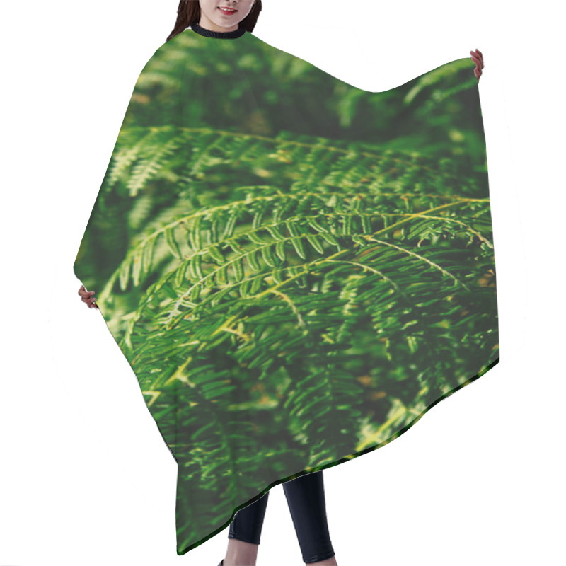 Personality  Picture Of Ferns. Fern Leaves Closeup Photo Hair Cutting Cape