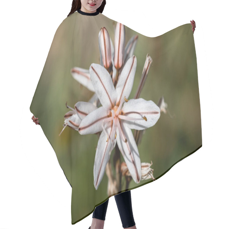 Personality  Summer Asphodel Closeup Shot With A Blurred Background Hair Cutting Cape