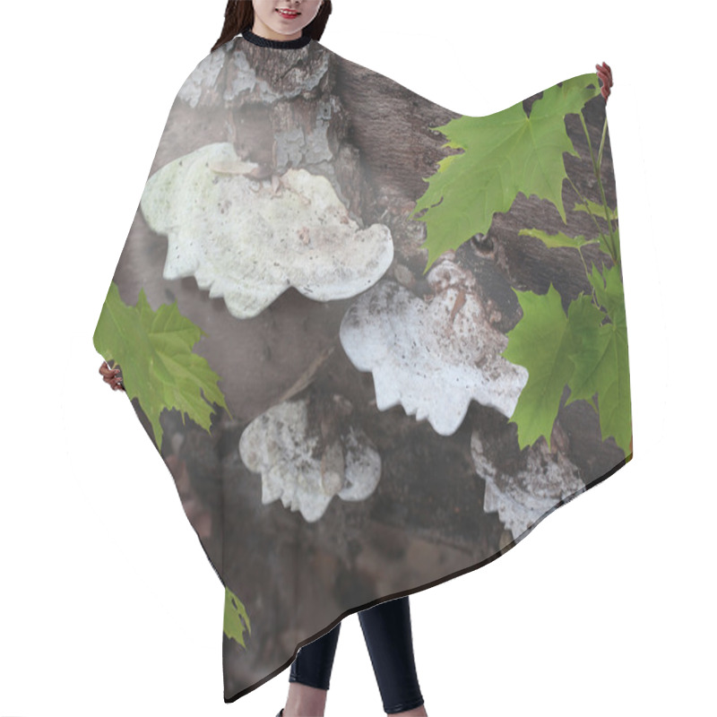 Personality  Natural Medicine Hair Cutting Cape