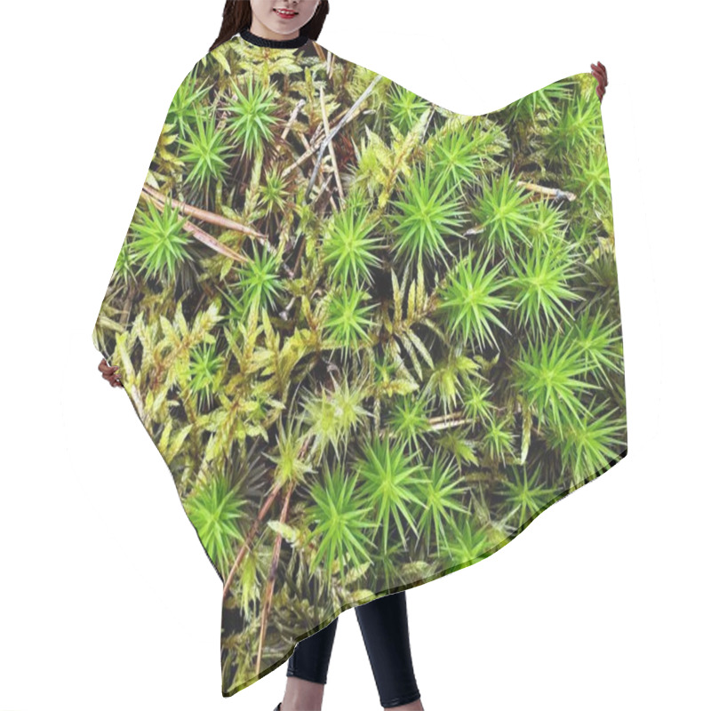 Personality  An Overhead View Of A Vibrant Bed Of Polytrichum Moss With Its Distinctive Spiky Leaves Amidst Autumnal Hues, Capturing The Essence Of A Forest Floor In Fall. Hair Cutting Cape