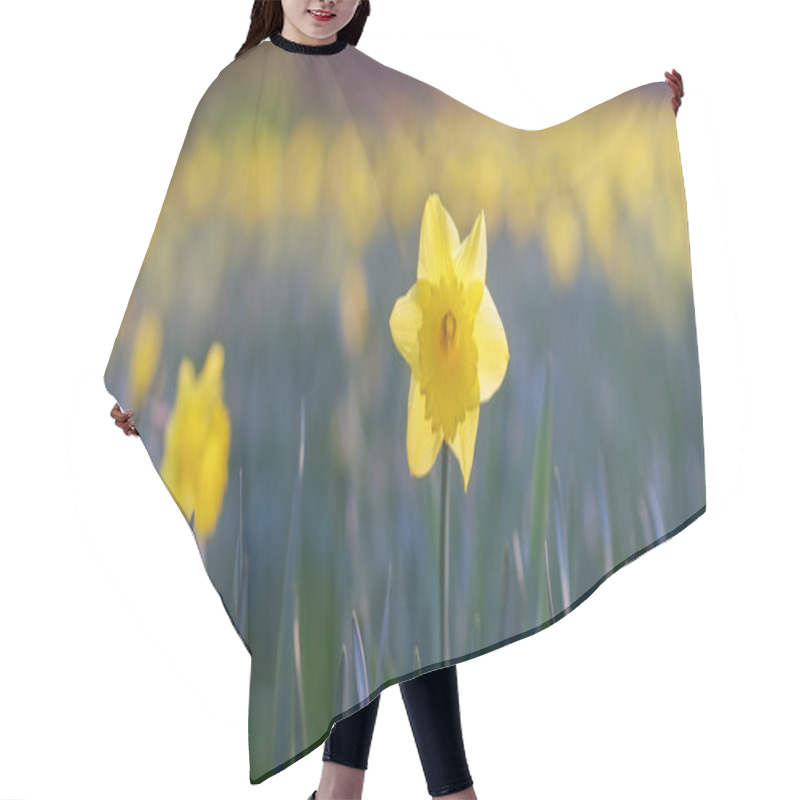 Personality   Springtime Blossoming Daffodils   Hair Cutting Cape