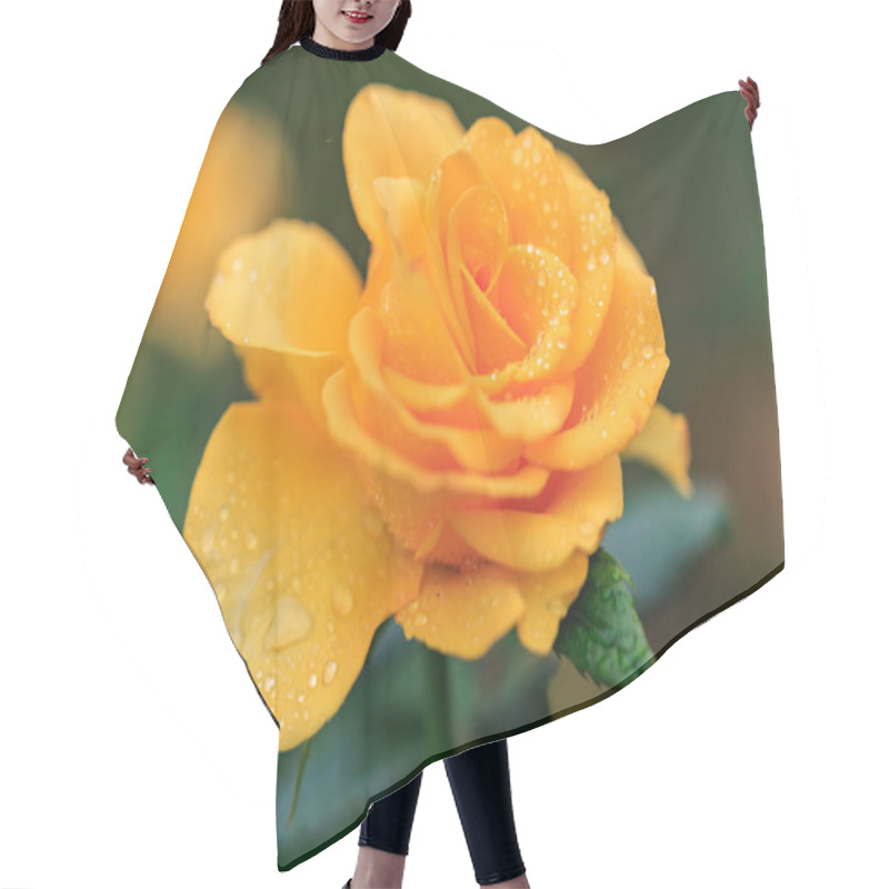 Personality  Vibrant Yellow Rose With Dewdrops In A Lush Garden Setting. Hair Cutting Cape