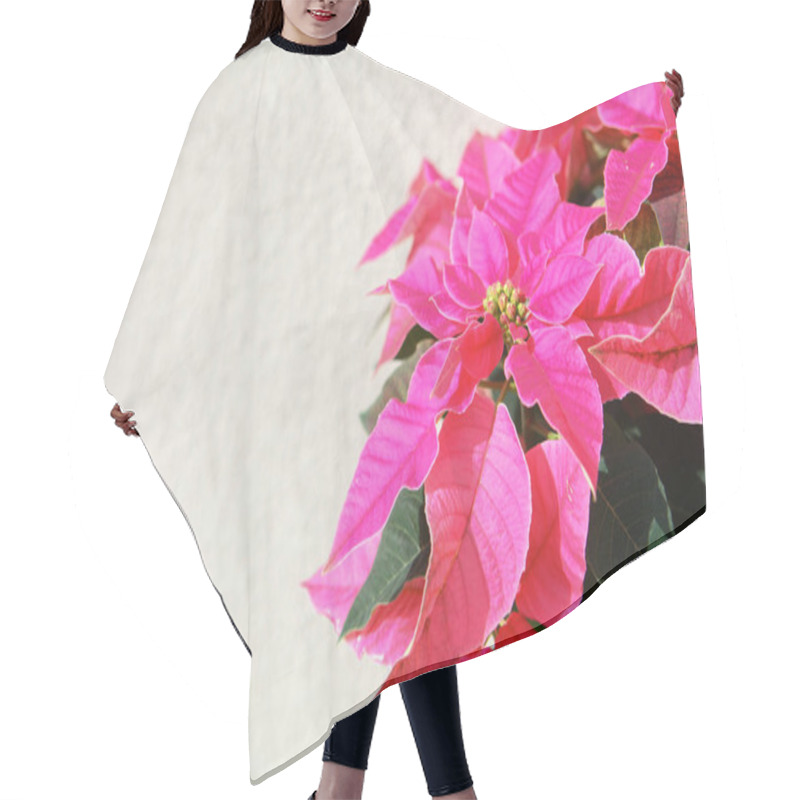 Personality  Vibrant Pink Poinsettia Flowers With Green Foliage Captured Against A Neutral Beige Wall, Creating A Simple And Elegant Festive Design Perfect For Christmas And Seasonal Decorations Hair Cutting Cape