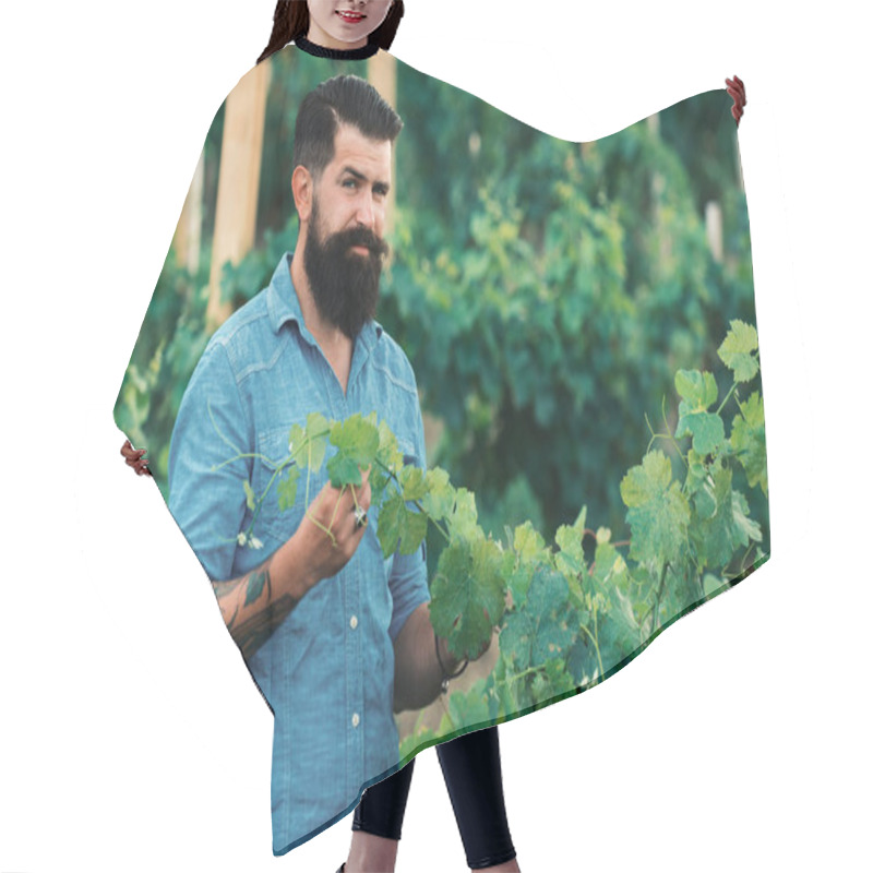 Personality  Wine Making. Man Grabbing Grape In Vineyard. Harvester Cutting Bunch Of Grapes In Vineyard Rows Hair Cutting Cape