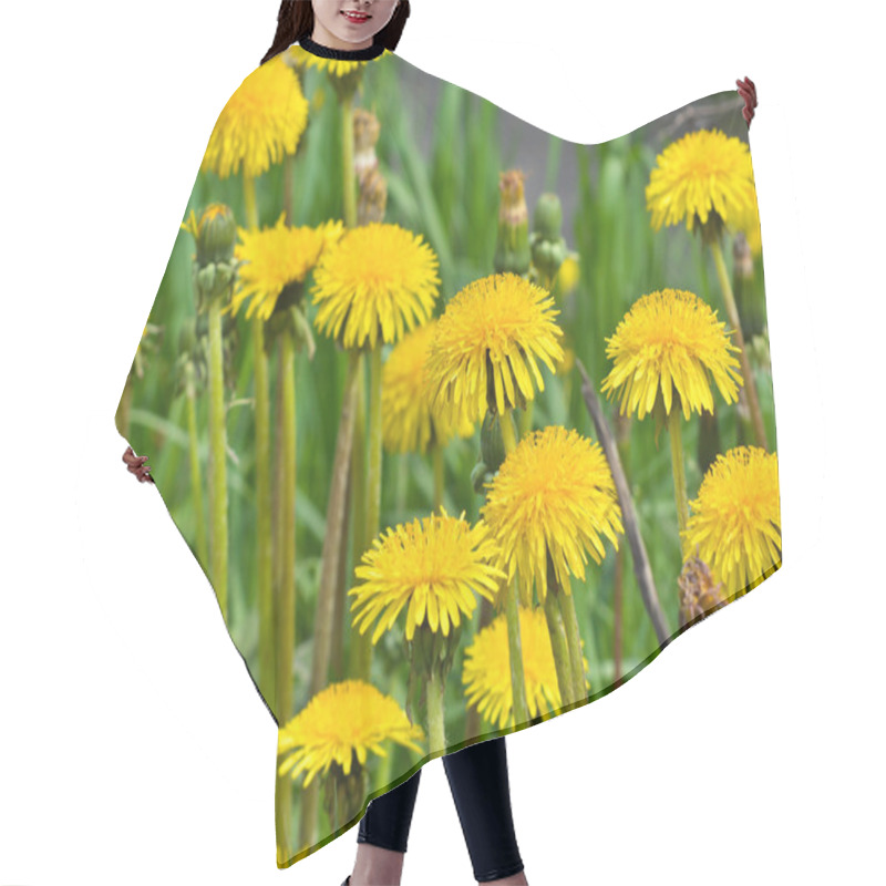 Personality  Dandelions.  Hair Cutting Cape