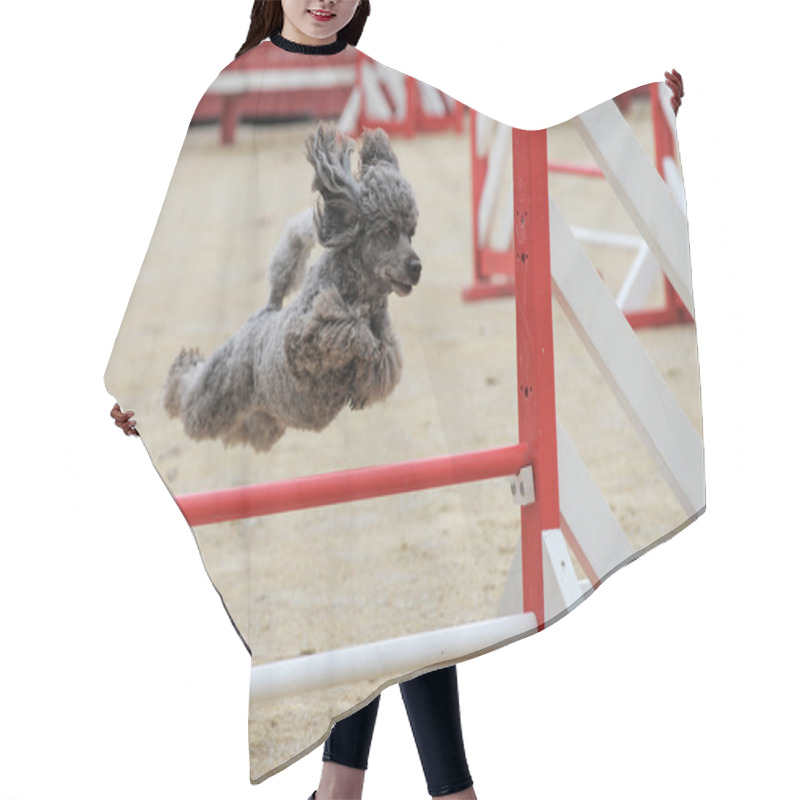 Personality  Poodle In Agility Hair Cutting Cape