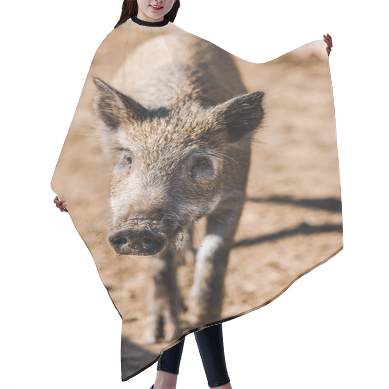 Personality  Selective Focus Of Adorable Grey Piglet Walking In Corral At Farm  Hair Cutting Cape