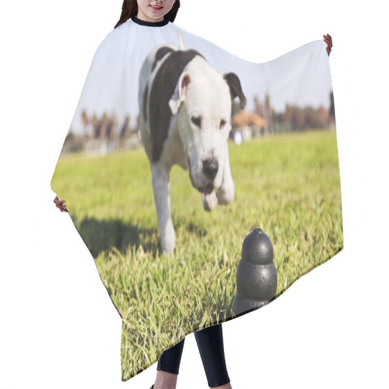 Personality  Running To Dog Toy On Park Grass Hair Cutting Cape