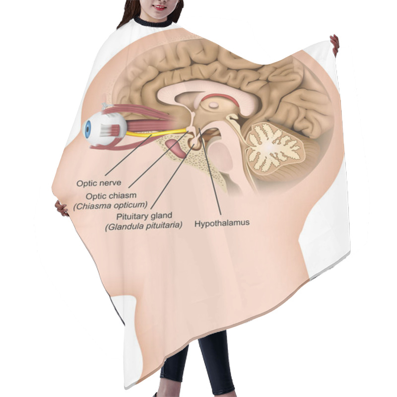 Personality  Optic Nerve Anatomy 3d Medical Vector Illustration On White Background Hair Cutting Cape