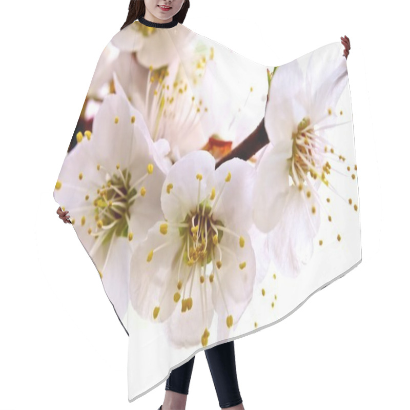 Personality  Flowering Apricot. Hair Cutting Cape