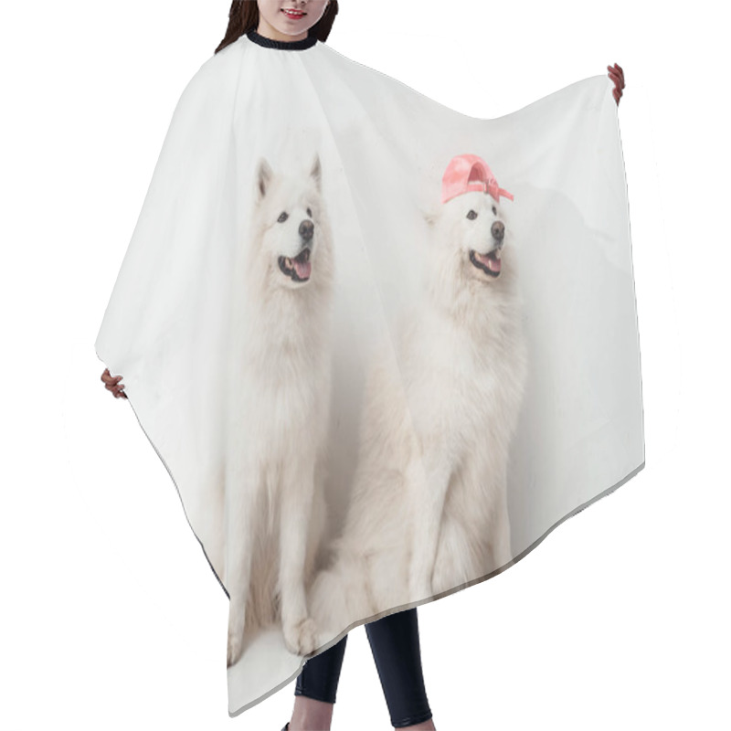 Personality  Samoyed Dogs Hair Cutting Cape