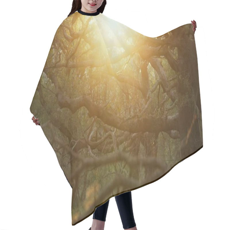 Personality  A Sunset In The Enchanted Forest Casts A Warm Golden Glow On Twisting Branches And Green Grass, Adding A Romantic And Peaceful Atmosphere. Perfect For Summer Forest Retreats And Cozy Woodland Cottages Hair Cutting Cape