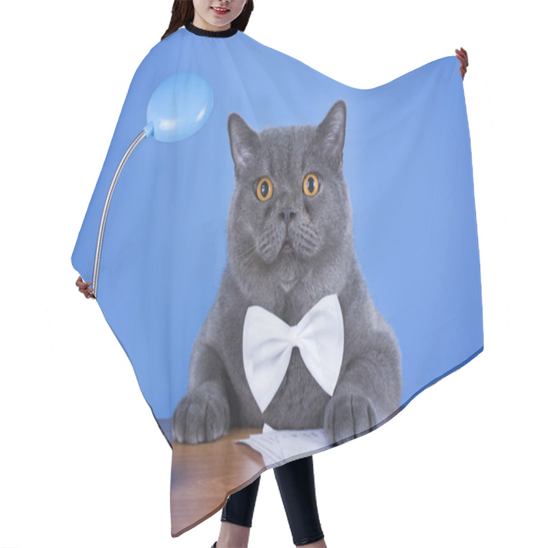 Personality  Huge British Cat Sitting At The Table Hair Cutting Cape