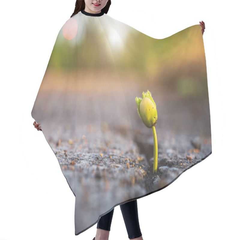 Personality  Macro One Green Young Seed Of Tree Growing From Cracks Of Asphalt Road. Environment Concept Hair Cutting Cape