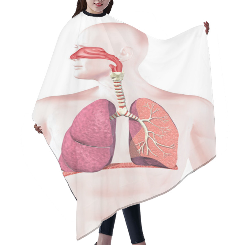 Personality  Human Respiratory System, Cross Section. Hair Cutting Cape