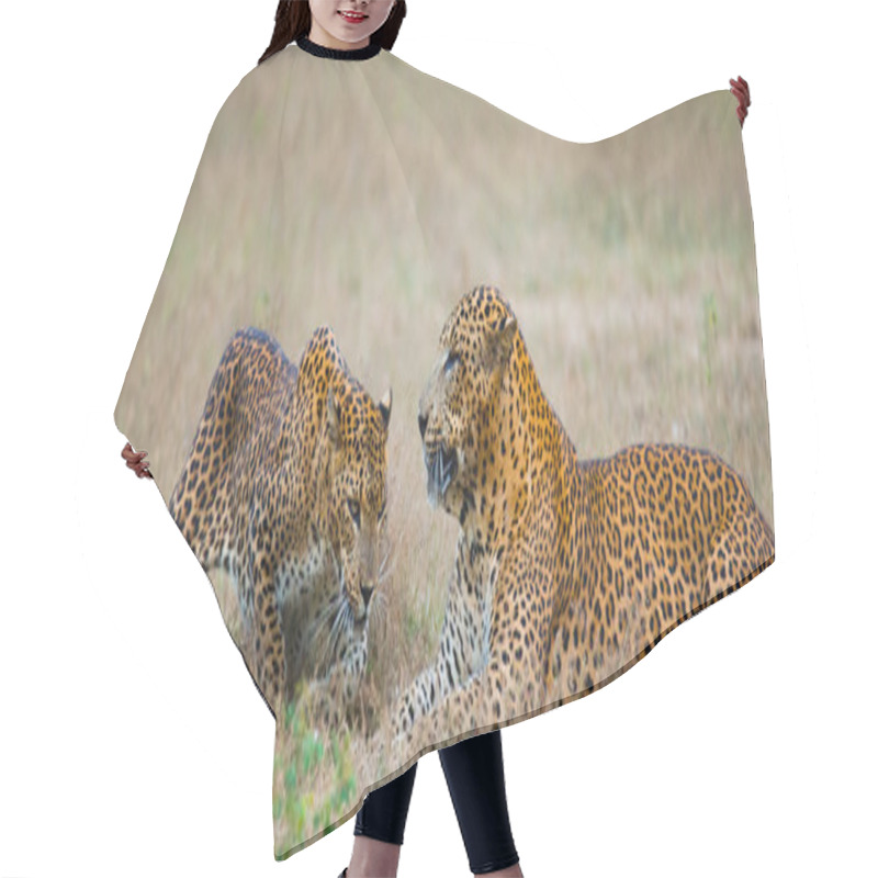 Personality  Pantheras Pardus Kotiya Hair Cutting Cape