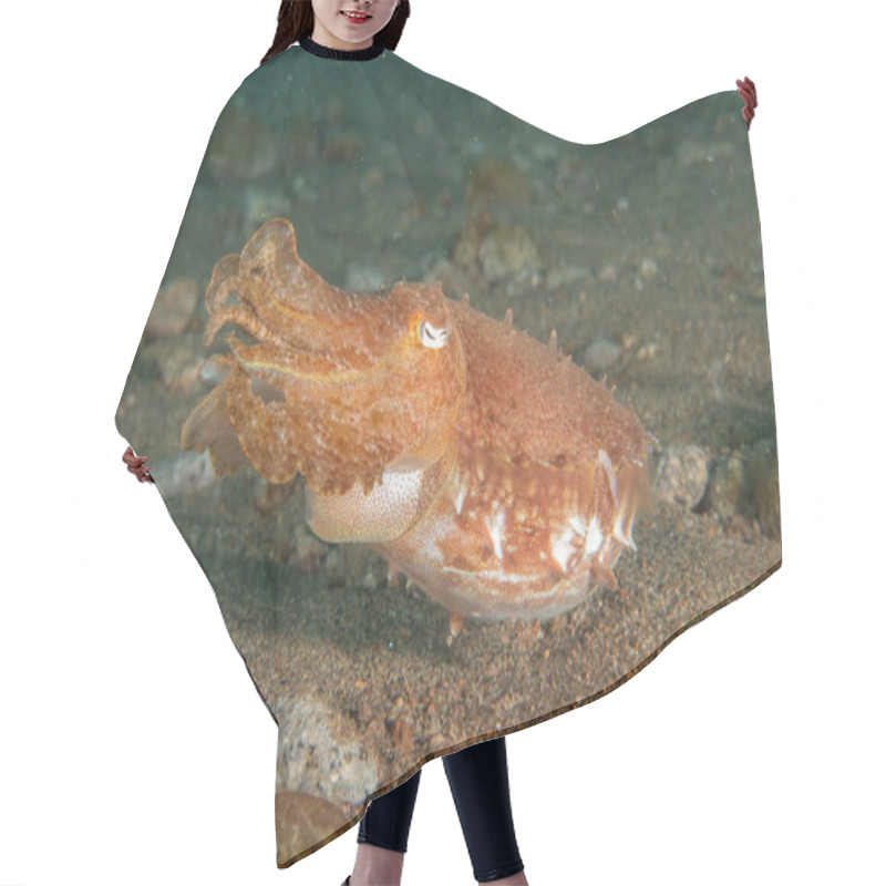 Personality  Cuttlefish In The Sea Of The Philippines Hair Cutting Cape