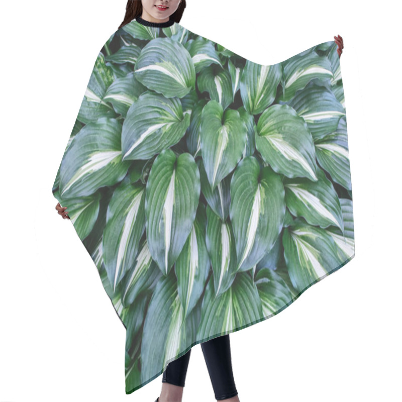 Personality  Beautiful Bushes Of Hosta Plants. Texture Of Garden Plants. Hair Cutting Cape