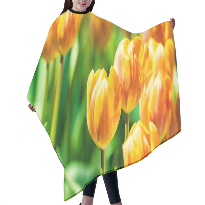 Personality  Yellow And Orange Tulips Blooming Brightly In A Lush Garden Surrounded By Green Leaves, Showcasing The Vibrant Beauty Of Spring. Hair Cutting Cape