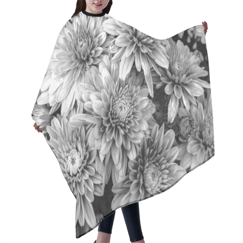 Personality  Blooming Mums Or Chrysanthemums, Black And White Flower Background. Hair Cutting Cape