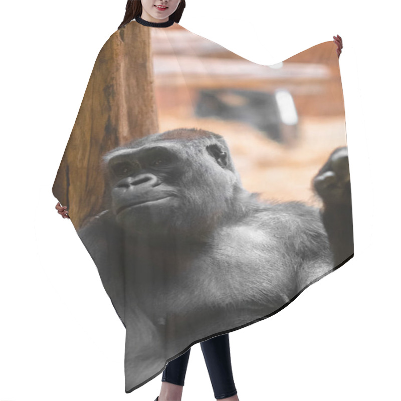 Personality  Gorilla On A Wooden Surface, Expressing A Calming Demeanor. The Photograph Highlights The Animal's Natural Surroundings And Evokes Thoughts Of Wildlife Preservation, Primate Behavior, And Tranquility Hair Cutting Cape