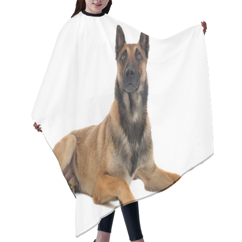 Personality  Malinois Hair Cutting Cape