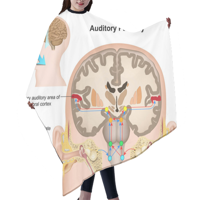 Personality  The Auditory Pathway Medical Vector Illustration On White Background Hair Cutting Cape