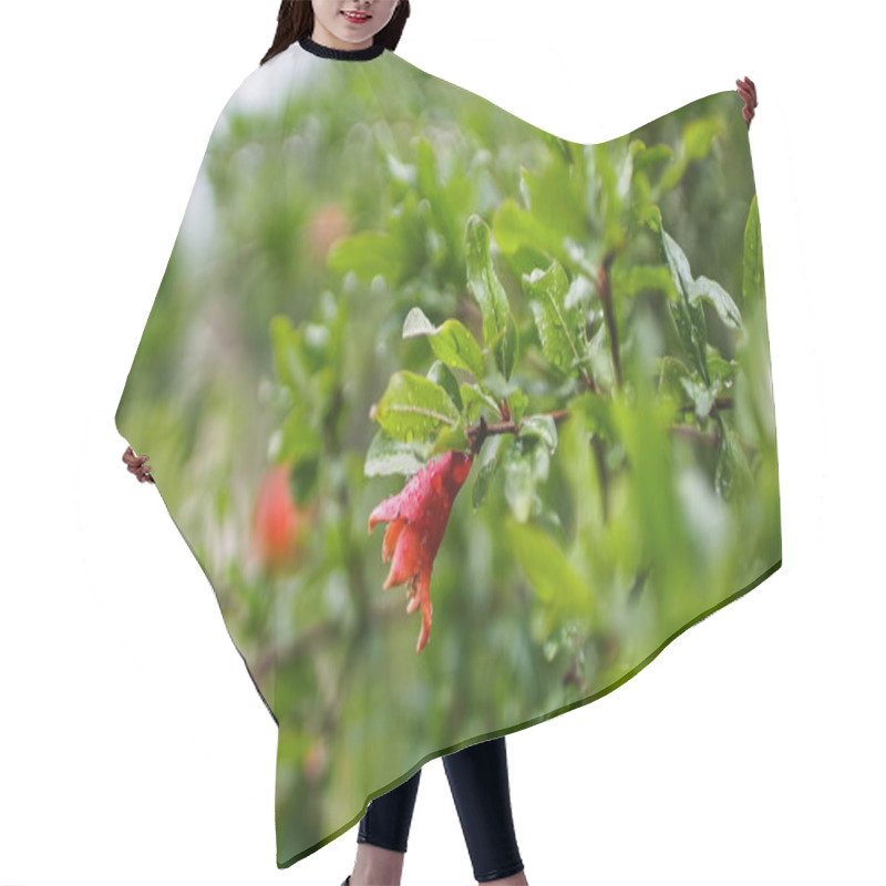 Personality  Red Flower Bud Of Pomegranate Among The Green Foliage On The Tree Branches. Hair Cutting Cape