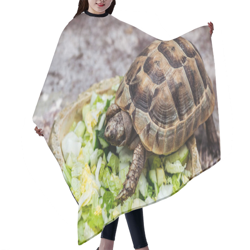 Personality  Cute Turtle Eating Fresh Sliced Vegetables In Stone Bowl Hair Cutting Cape