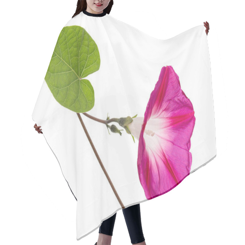 Personality  Pink Flower Of Ipomoea, Japanese Morning Glory, Convolvulus, Isolated On White Background Hair Cutting Cape