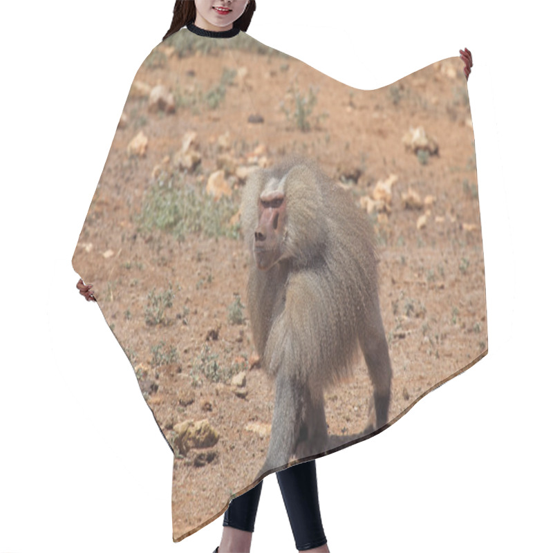 Personality  Baboon Hair Cutting Cape