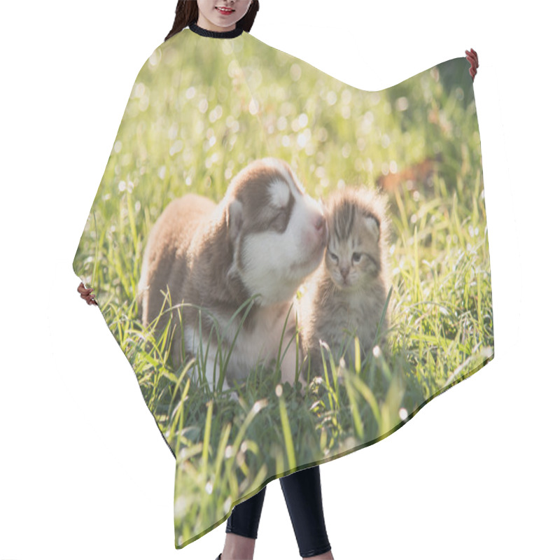 Personality  Cute Siberian Husky Puppy And Tabby Kitten Lying Hair Cutting Cape