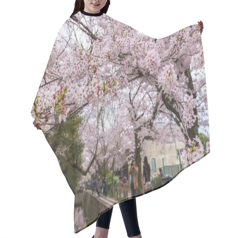 Personality  Philosopher's Walk With Sakura (cherry Blossom) In The Springtim Hair Cutting Cape