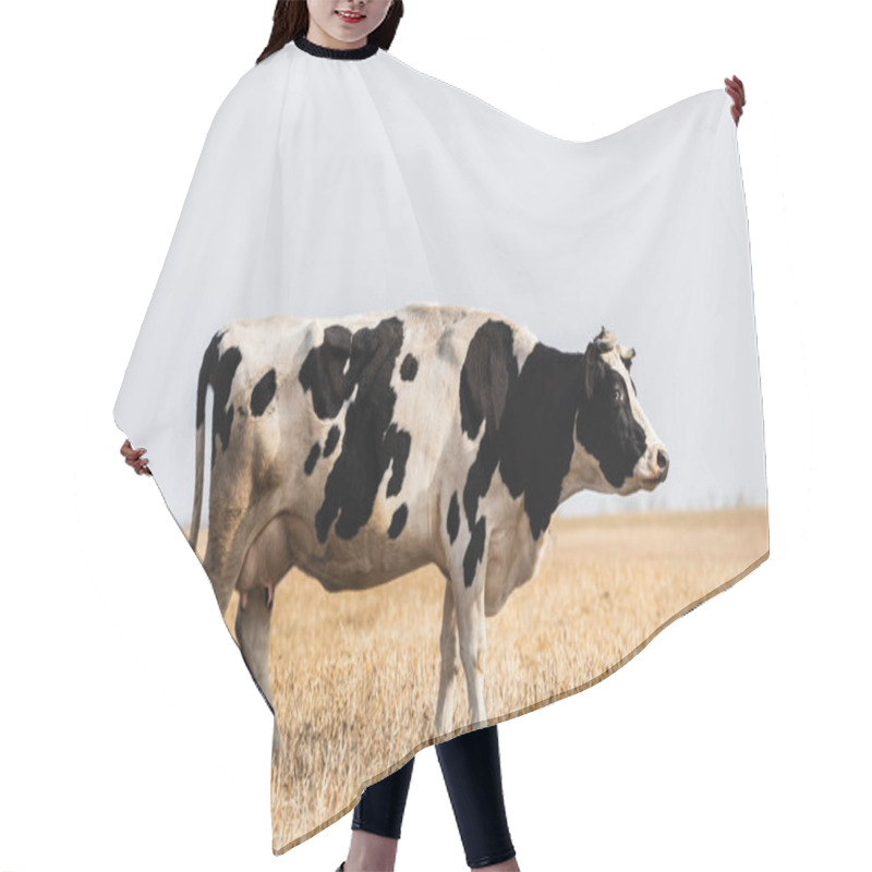 Personality  Black And White Cow Standing In Golden Field  Hair Cutting Cape