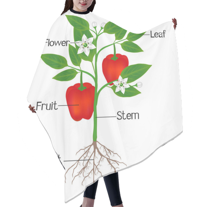 Personality  An Illustration Showing Parts Of A Plant Of Red Pepper. Hair Cutting Cape