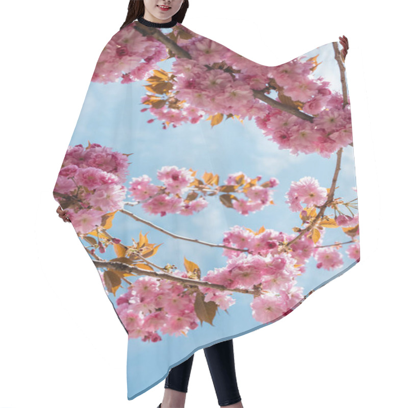 Personality  Bottom View Of Blooming And Pink Cherry Tree Against Blue Sky Hair Cutting Cape